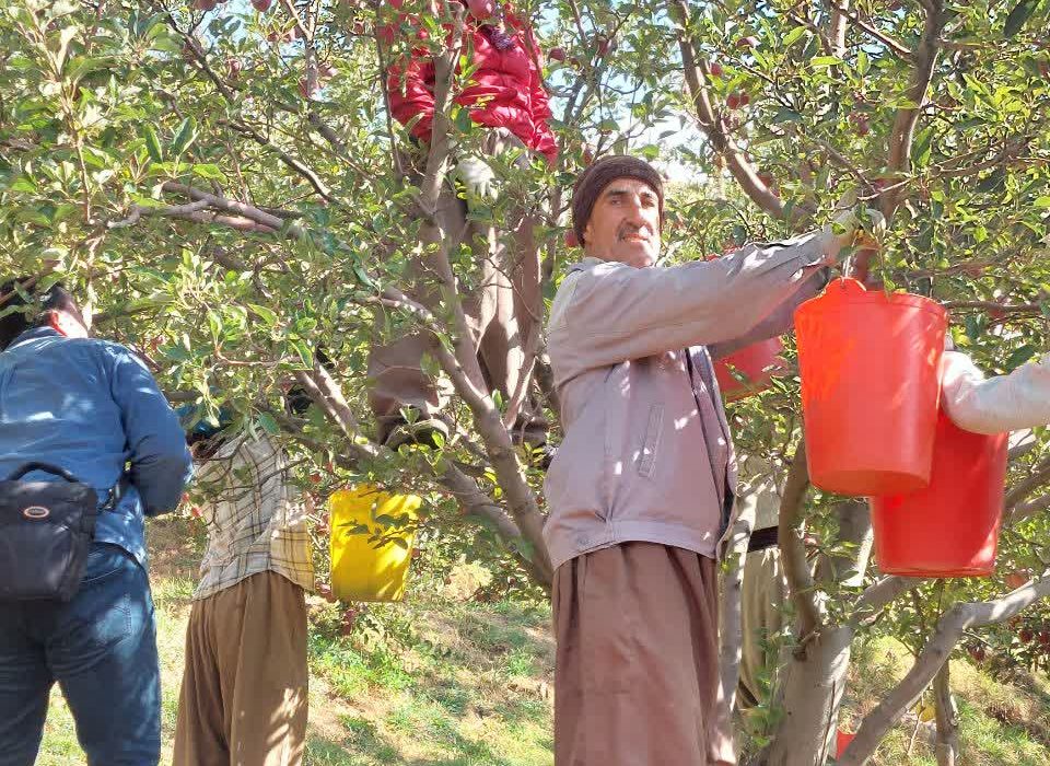 گردش مالی ۳۱۰ هزار میلیارد ریالی کشاورزی مراغه