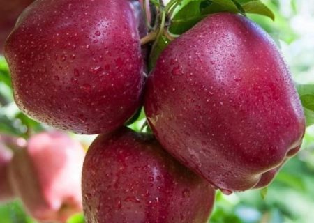 تولید ۷۰۰ هزار تن سیب در آذربایجان‌شرقی
