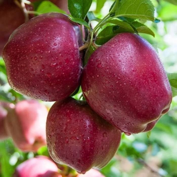 تولید ۷۰۰ هزار تن سیب در آذربایجانشرقی