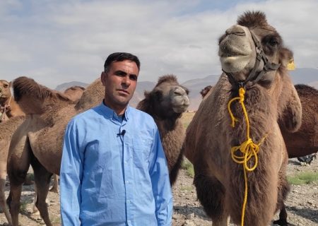 تولید سالانه ۶۰ تن گوشت شتر در شهرستان مرند