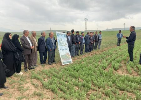 تولید ۱۰ درصد عدس کشور در شهرستان ورزقان