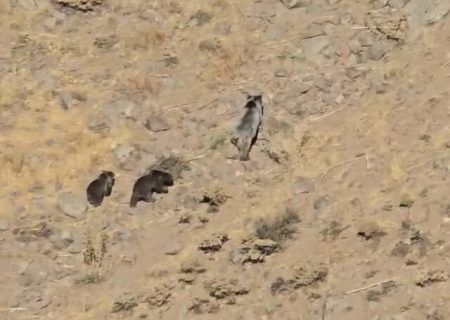 مشاهده یک قلاده خرس مادر با دو توله در مراغه