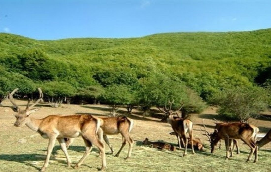 طرح احیای گونه مارال ارسباران در مرحله نهایی است