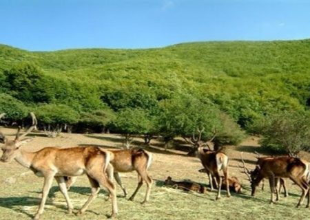 طرح احیای گونه مارال ارسباران در مرحله نهایی است