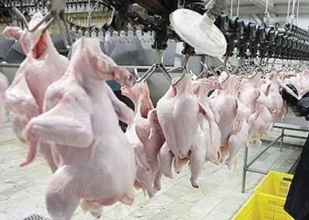 کشتار روزانه ۲۹۰ تن مرغ گرم برای توزیع  در بازار  استان آذربایجان شرقی