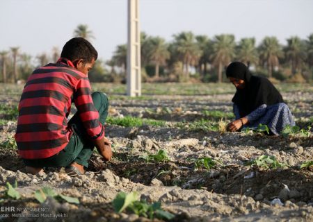 ایجاد سایت باغچه های خانگی کاشت سبزی و صیفی در شهرستان بناب