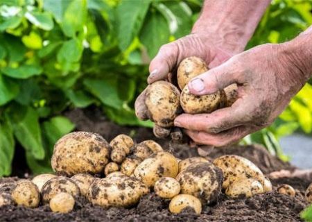 توزیع ۲۰۰ تن سیب‌زمینی برای تنظیم بازار در آذربایجان شرقی