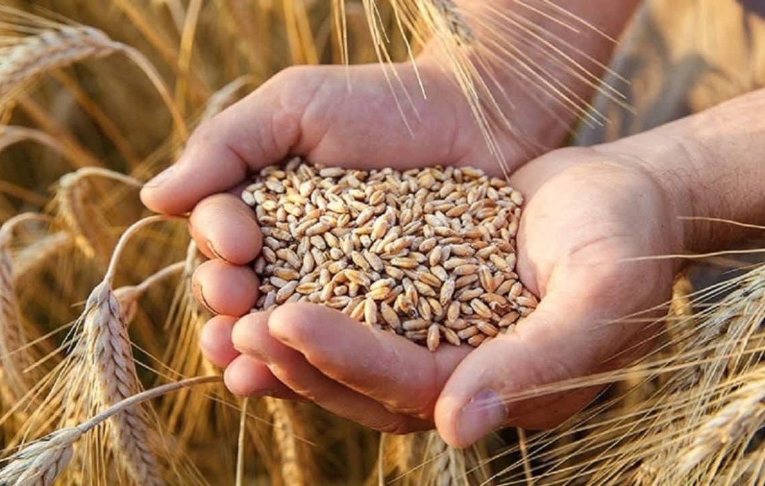 خرید ۲۸۷۰ تن گندم و جو بذری در استان آذربایجان شرقی