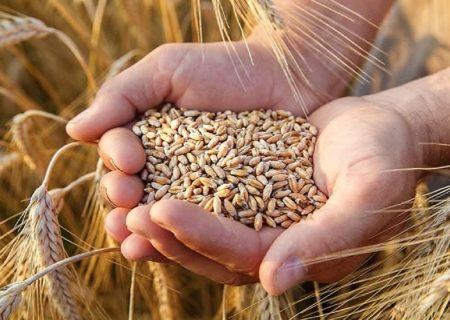 خرید ۲۸۷۰ تن گندم و جو بذری در استان آذربایجان شرقی