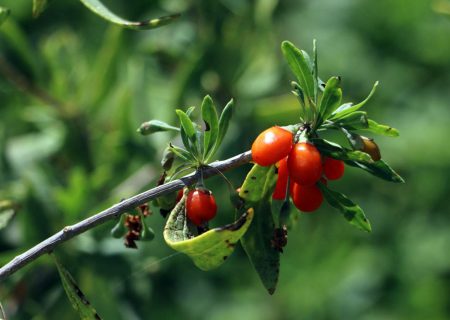 ورود گیاه گوجی بری به عرصه کشاورزی آذربایجان شرقی
